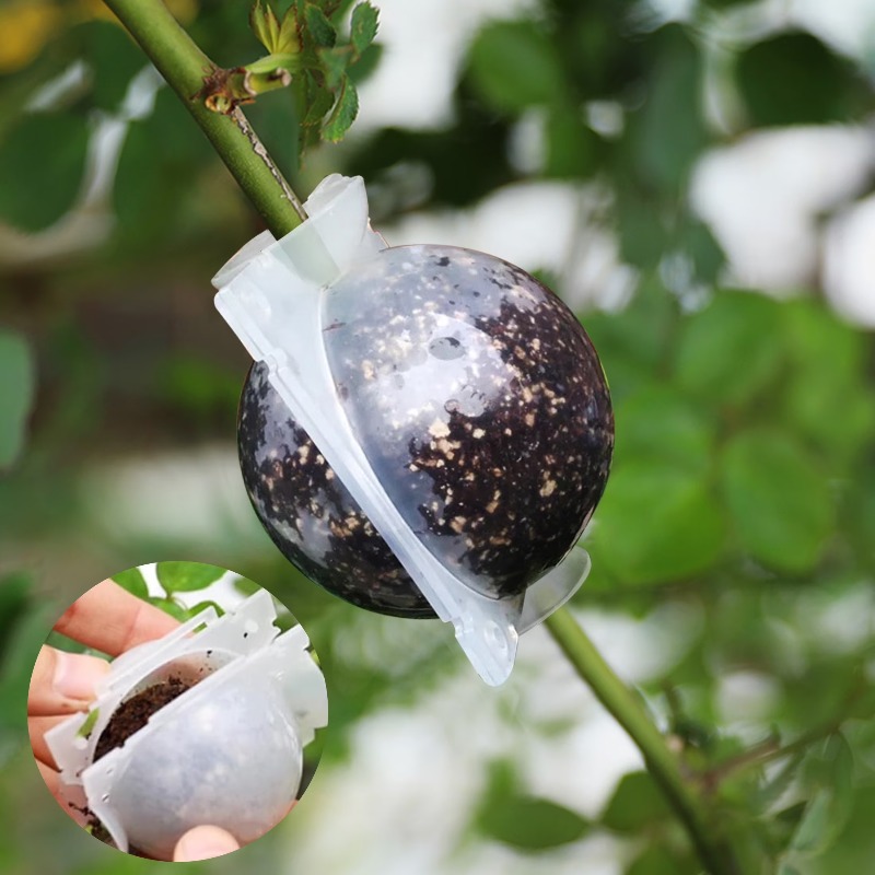 5/30 Buah Kotak Perbanyakan Ta - Plant Parent ulasan dan harga