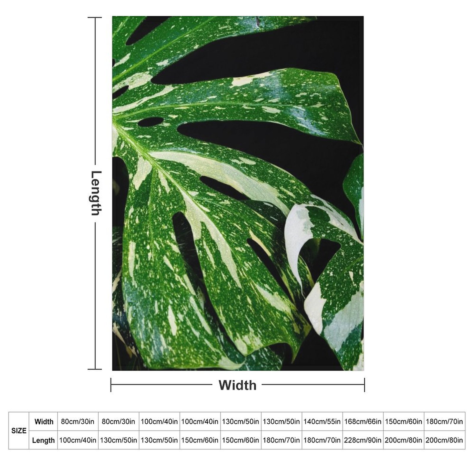 Selimut Monstera Thai Constell - Monstera Thai Constellation ulasan dan harga