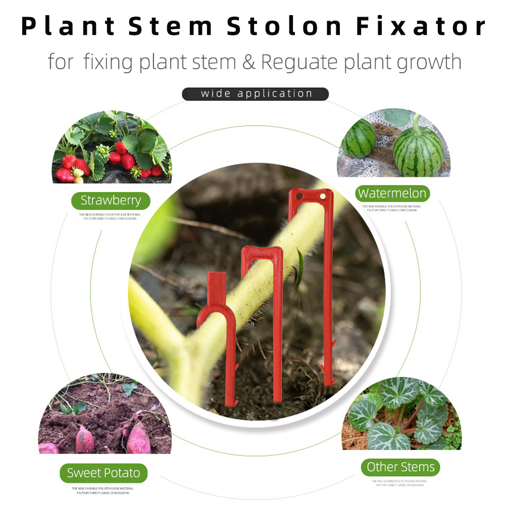 20-50 Pcs Strawberry Tanam Gar - Plant Parent ulasan dan harga